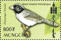 Black-headed Hemispingus (Pseudospingus verticalis)