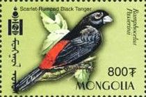 Passerini's Tanager (Ramphocelus passerinii)