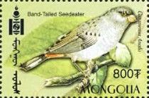 Band-tailed Seedeater (Catamenia analis)