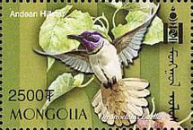 Andean Hillstar (Oreotrochilus estella)