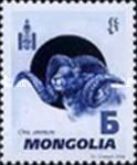 Argali (Ovis ammon)