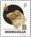 Wild Bactrian Camel (Camelus bactrianus ferus)