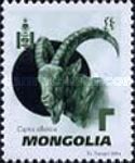 Mongolian Ibex (Capra sibirica hagenbecki)