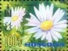 Alpine Aster (Aster alpinus)