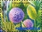 Ruthenian Thistle (Echinops humilis)