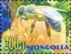 European Honey Bee (Apis mellifera)