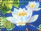 Small Water Lily (Nymphaea candida)