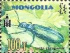 Beetle (Lytta caraganae)