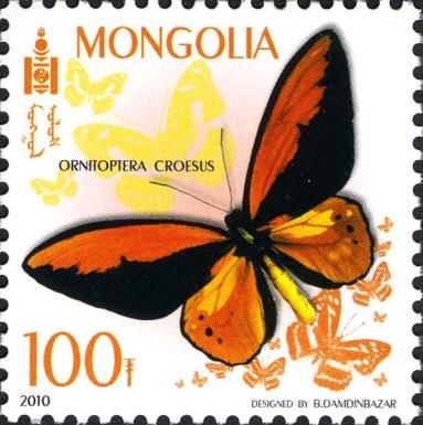 Wallace's Golden Birdwing (Ornitoptera croesus)
