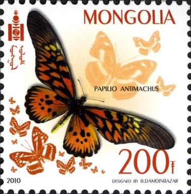 African Giant Swallowtail (Papilio antimachus)