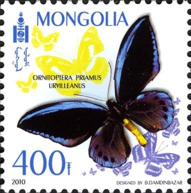 Priam's Birdwing (Ornitoptera priamus urvilleanus)