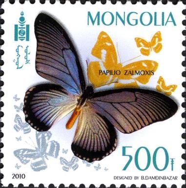 Giant Blue Swallowtail (Papilio zalmoxis)