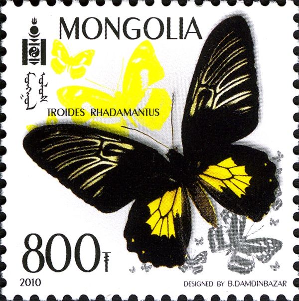 Golden Birdwing (Troides rhadamantus)