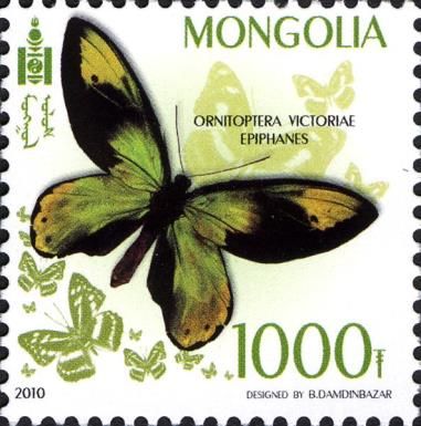 Queen Victoria's Birdwing (Ornitoptera victoriae epiphanes)