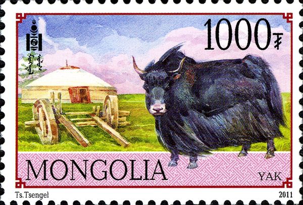 Domestic Yak (Bos grunniens)