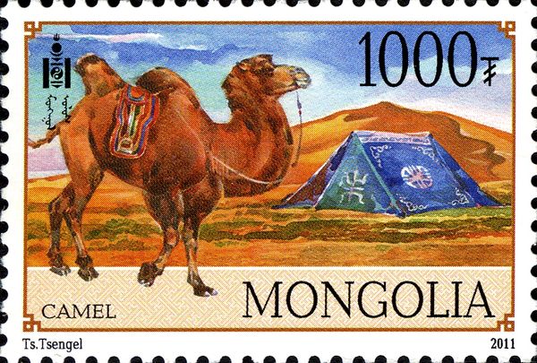 Bactrian Camel (Camelus bactrianus)