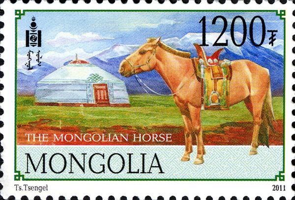 Mongolian Horse (Equus ferus caballus)