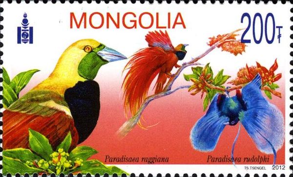 Raggiana Bird-of-paradise (Paradisaea raggiana), Blue Bird-o