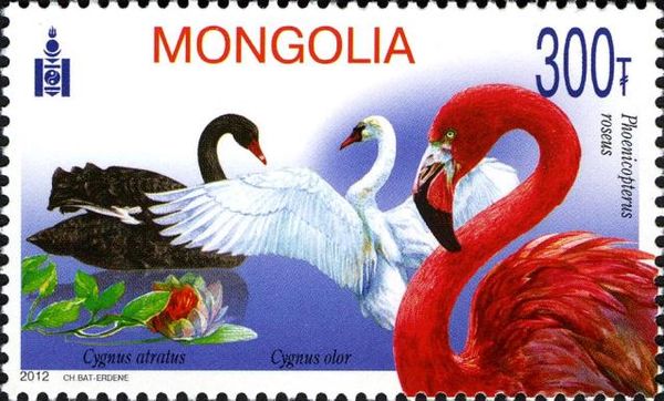 Black Swan (Cygnus atratus), Mute Swan (Cygnus olor)