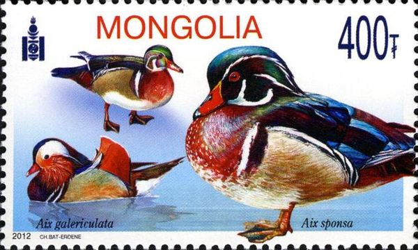 Mandarin Duck (Aix galericulata), Wood Duck (Aix sponsa)