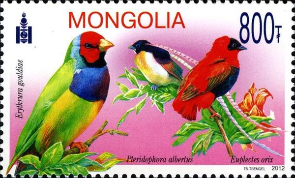 Gouldian Finch (Chloebia gouldiae), King of Saxony Bird-of-p