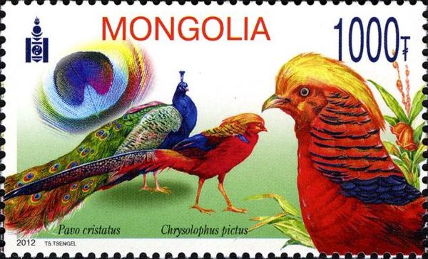 Indian Peafowl (Pavo cristatus), Golden Pheasant (Chrysoloph