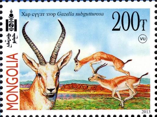 Goitered Gazelle (Gazella subgutturosa)