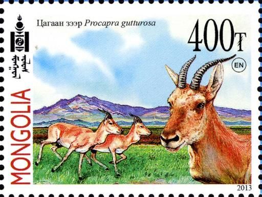 Goitered Gazelle (Gazella subgutturosa)