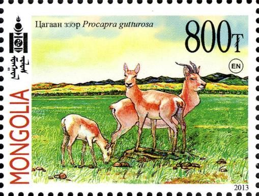 Goitered Gazelle (Gazella subgutturosa)