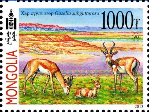 Goitered Gazelle (Gazella subgutturosa)