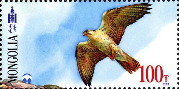 Saker Falcon (Falco cherrug)