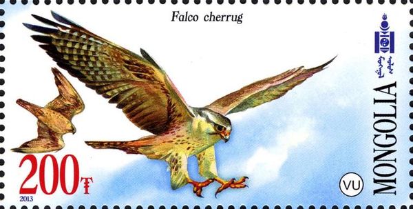Saker Falcon (Falco cherrug)