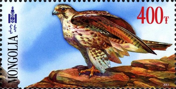 Saker Falcon (Falco cherrug)