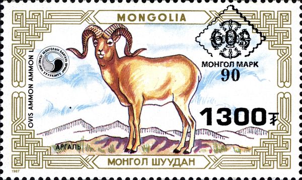 Argali (Ovis ammon)