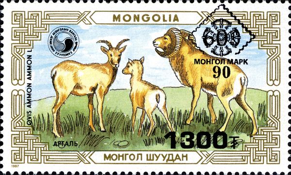 Argali (Ovis ammon)