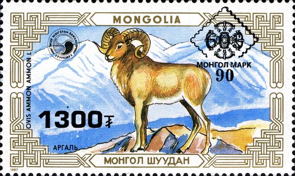 Argali (Ovis ammon)