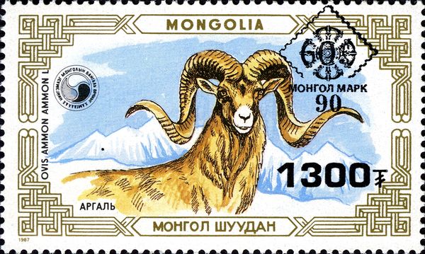 Argali (Ovis ammon)