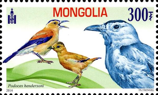Mongolian Ground-jay (Podoces hendersoni)