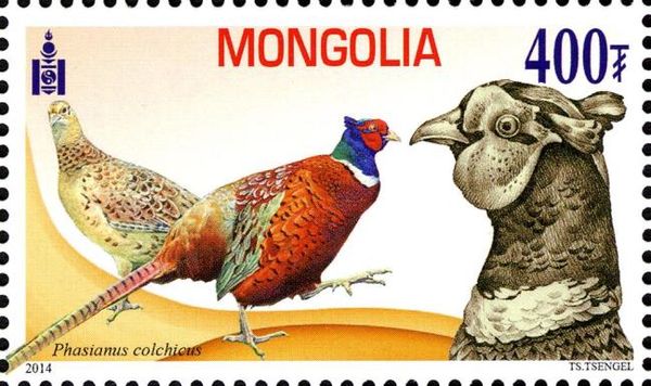 Common Pheasant (Phasianus colchicus)