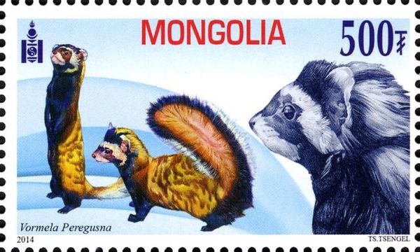 Marbled Polecat (Vormela peregusna)