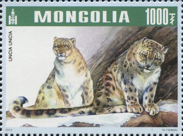 Snow Leopard (Panthera uncia)