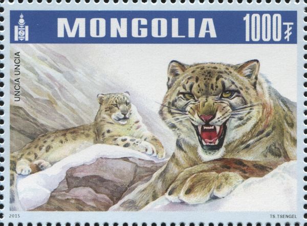 Snow Leopard (Panthera uncia)