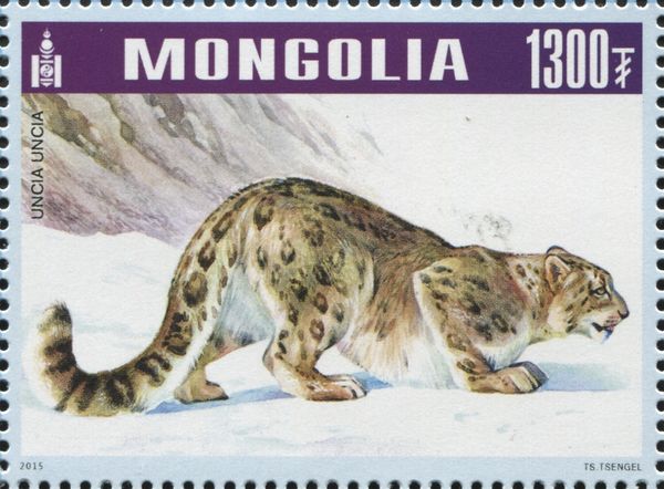 Snow Leopard (Panthera uncia)