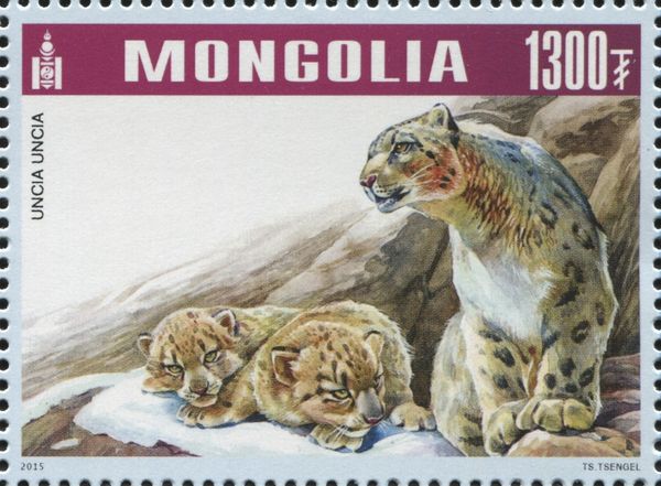 Snow Leopard (Panthera uncia)