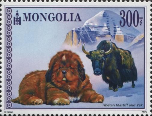 Tibetan Mastiff (Canis lupus familiaris), Yak (Bos grunniens