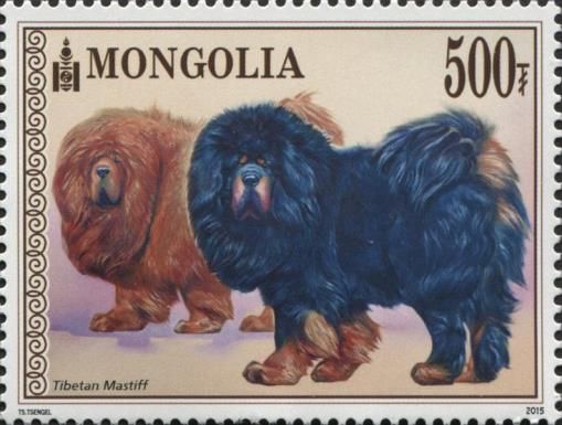 Tibetan Mastiff (Canis lupus familiaris)