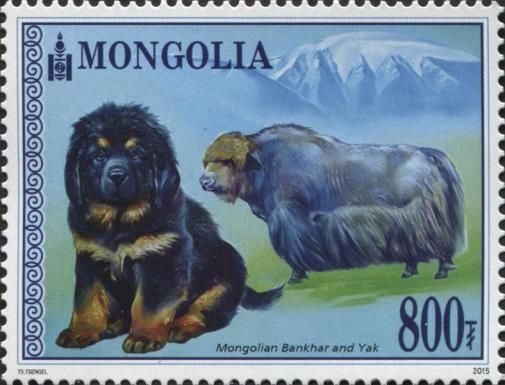 Mongolian Bankhar (Canis lupus familiaris), Yak (Bos grunnie