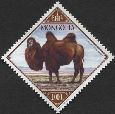 Male camel