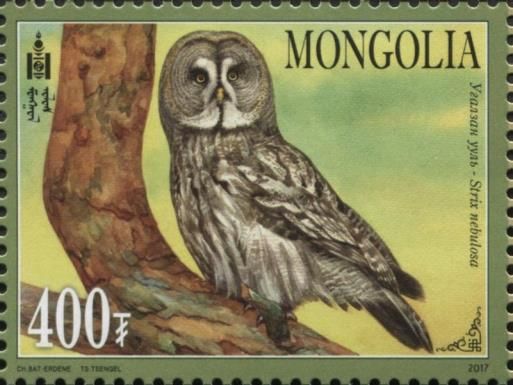 Great Grey Owl (Strix nebulosa)