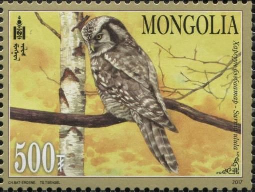 Northern Hawk-Owl (Surnia ulula)